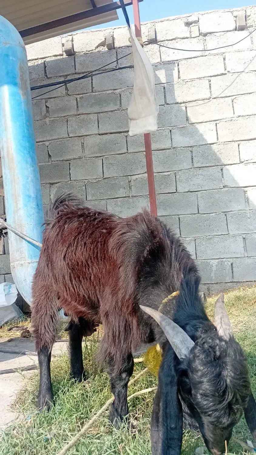 بز نر|حیوانات مزرعه|توکهور, |دیوار