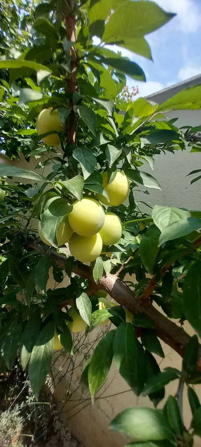 باغچه کاری و نگهداری اصولی باغچه|خدمات باغبانی و درختکاری|آمل, |دیوار