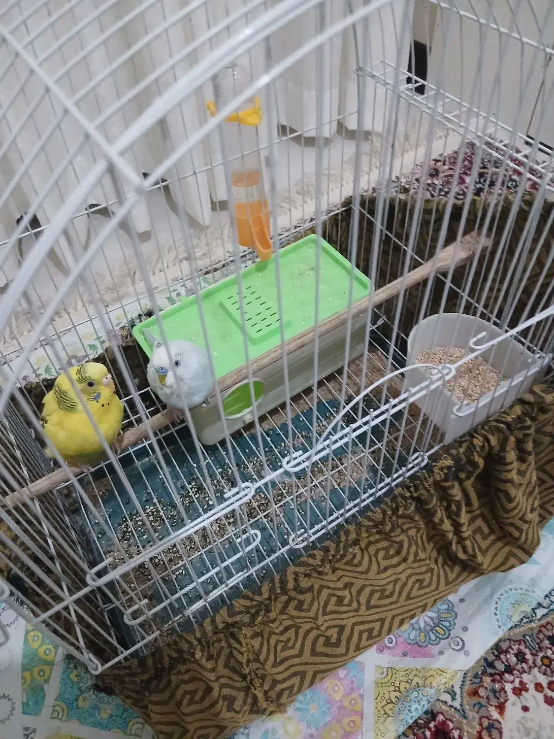 مرغ عشق|پرنده|شهر ری, صفاییه (چشمه علی)|دیوار