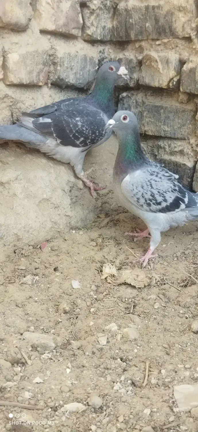 جفت آلمانی|پرنده|زهک, |دیوار