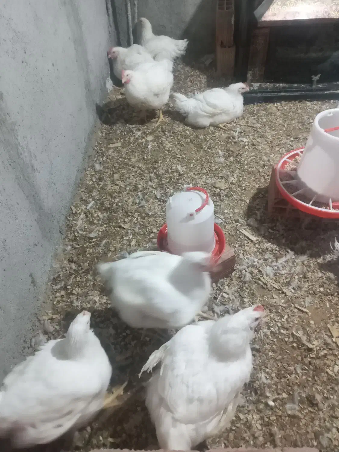 مرغ گوشتی ۱۲۰به فروش می‌رسد|حیوانات مزرعه|خان ببین, |دیوار