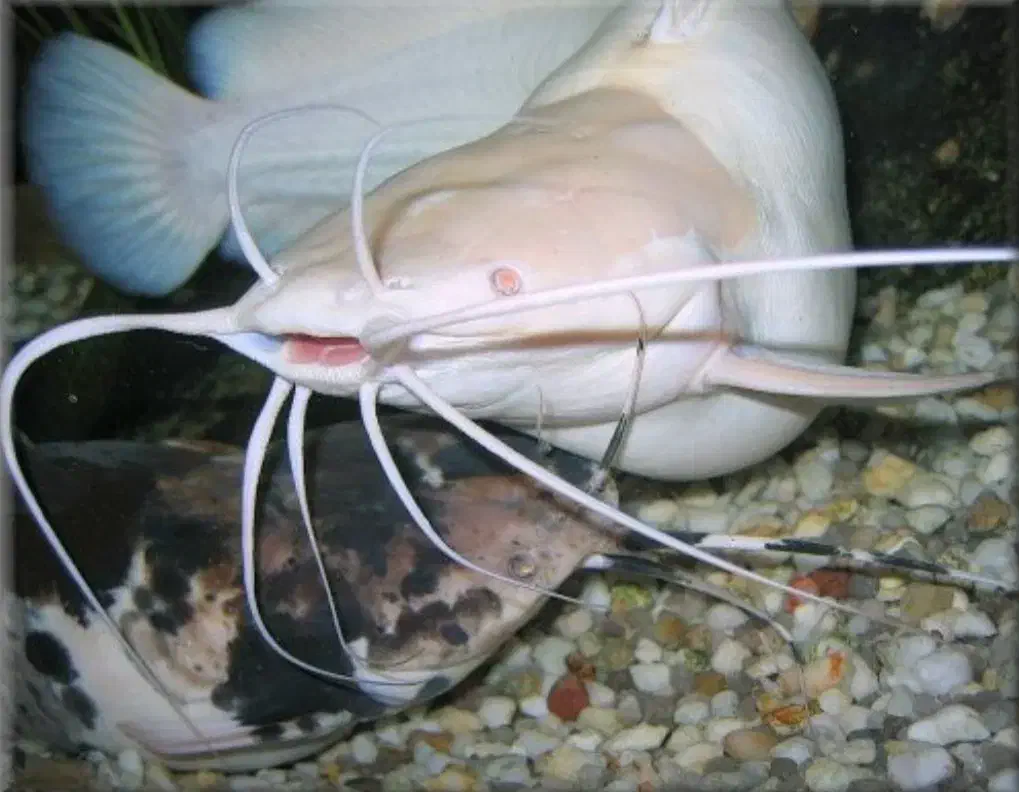 گربه ماهی راه رونده|ماهی|پلدختر, |دیوار