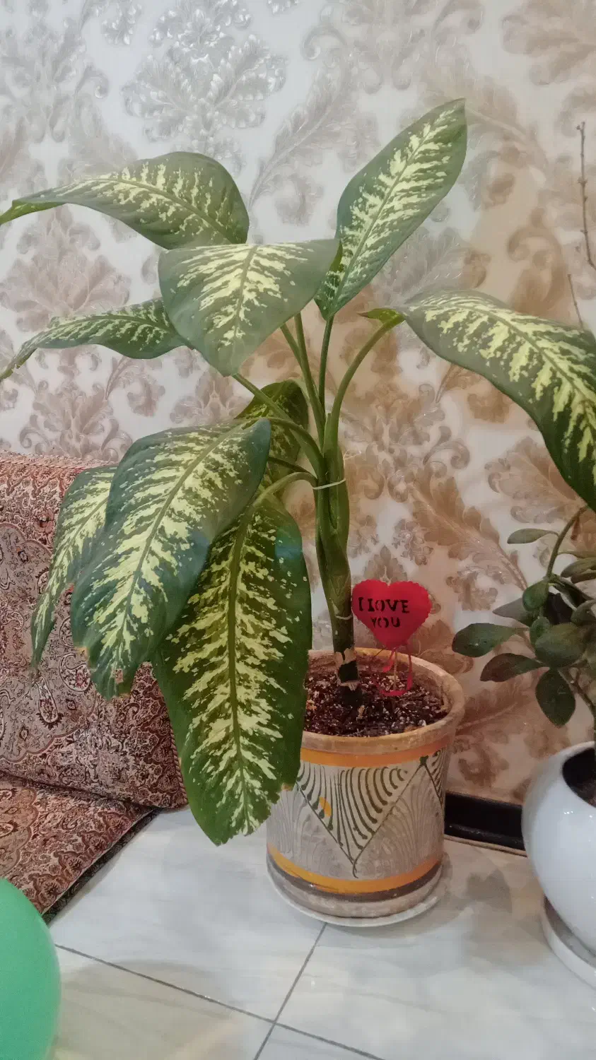 گل و گلدان|گل و گیاه طبیعی|کرج, شهرک البرز ۳|دیوار