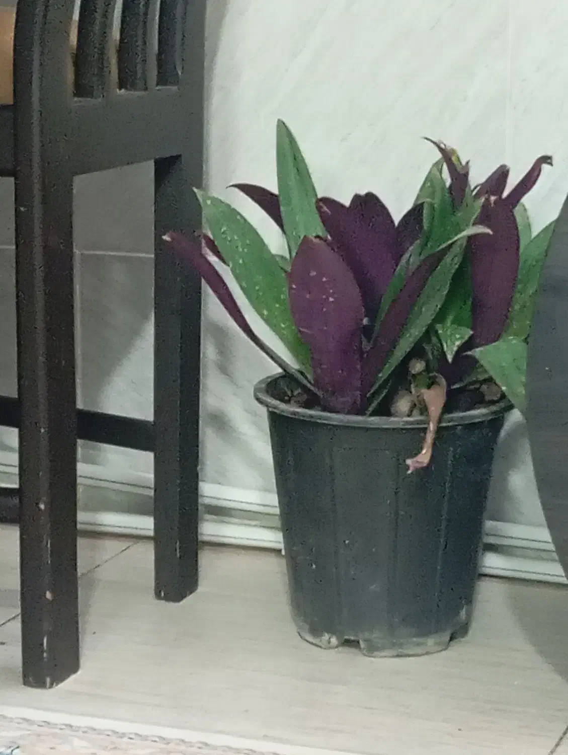 مدارک پیدا شده|اشیا|نیشابور, محله میدان باغات|دیوار