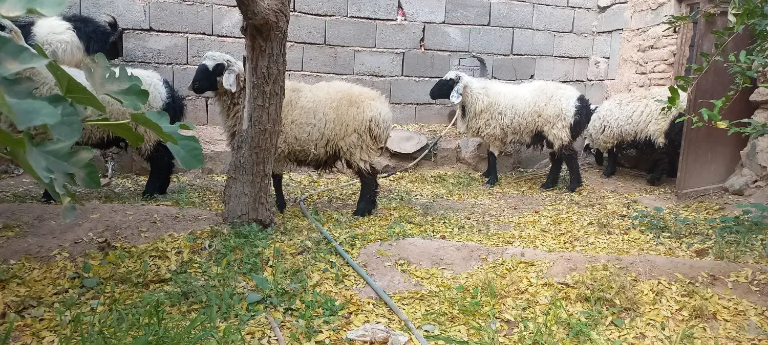 بره گل دم|حیوانات مزرعه|تربتحیدریه, کلاته توکلی|دیوار