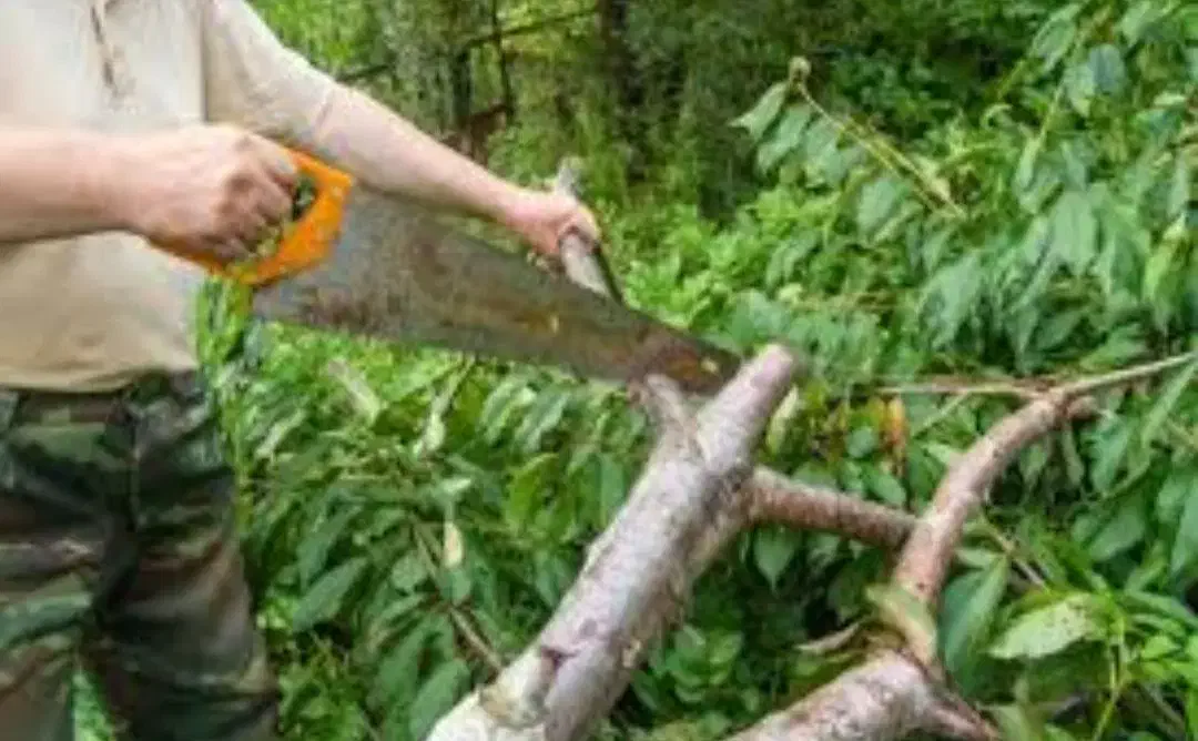 چوب  و هرس|خدمات باغبانی و درختکاری|دورود, |دیوار