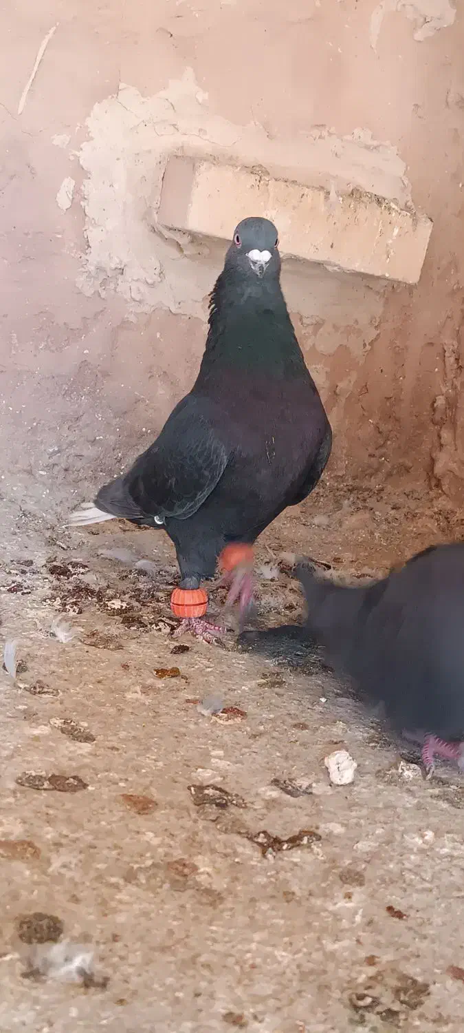 زاغ دم سفید کفتر|پرنده|اسفراین, |دیوار