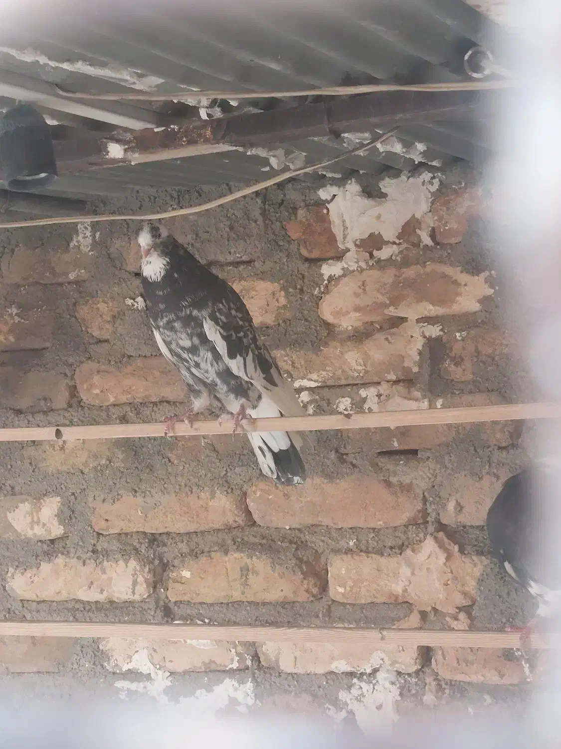 کفتر هما سرور پرشی|پرنده|خاوران, |دیوار