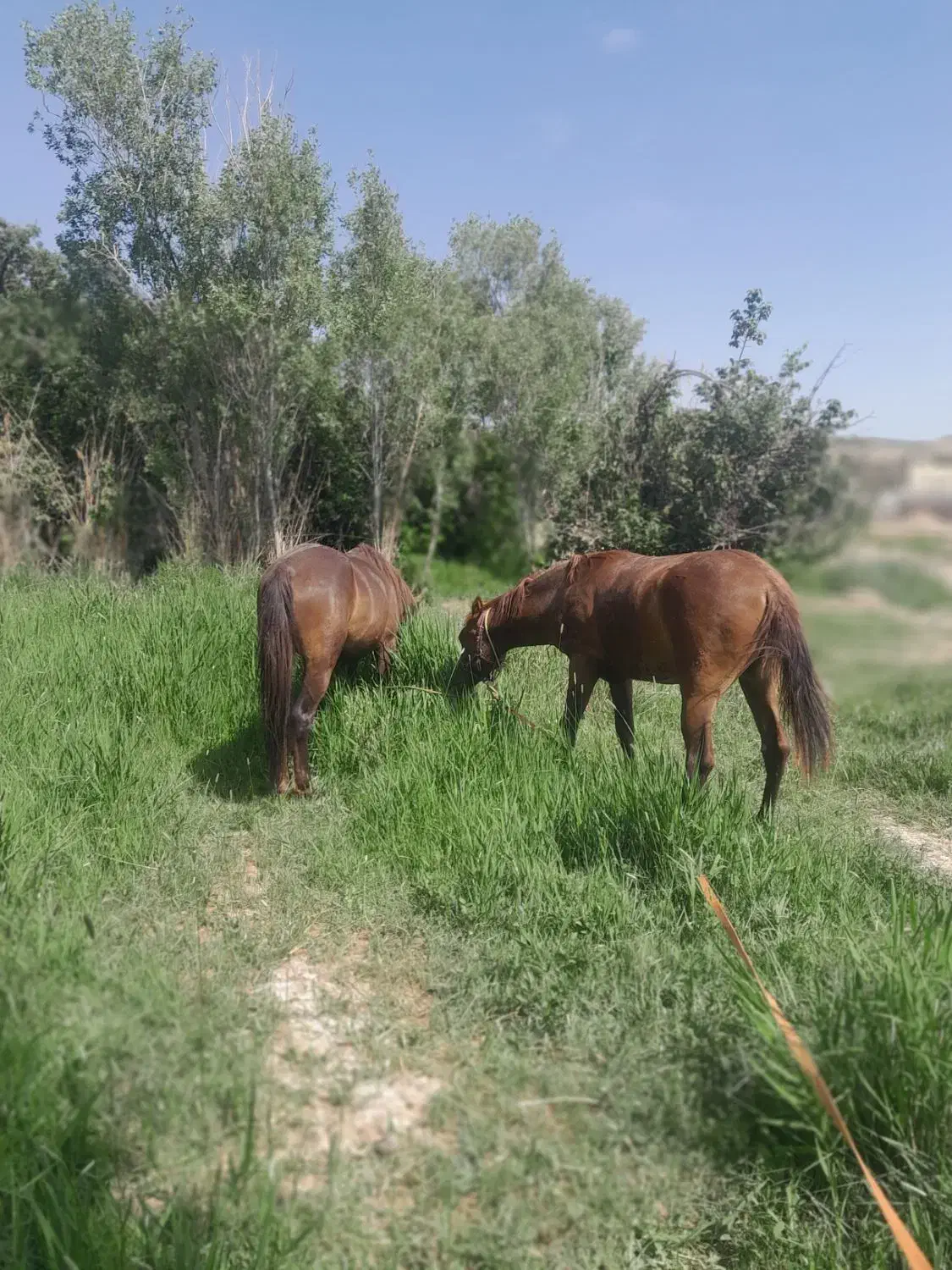 اسب های مادیون|اسب و تجهیزات اسب‌سواری|سرولایت, |دیوار