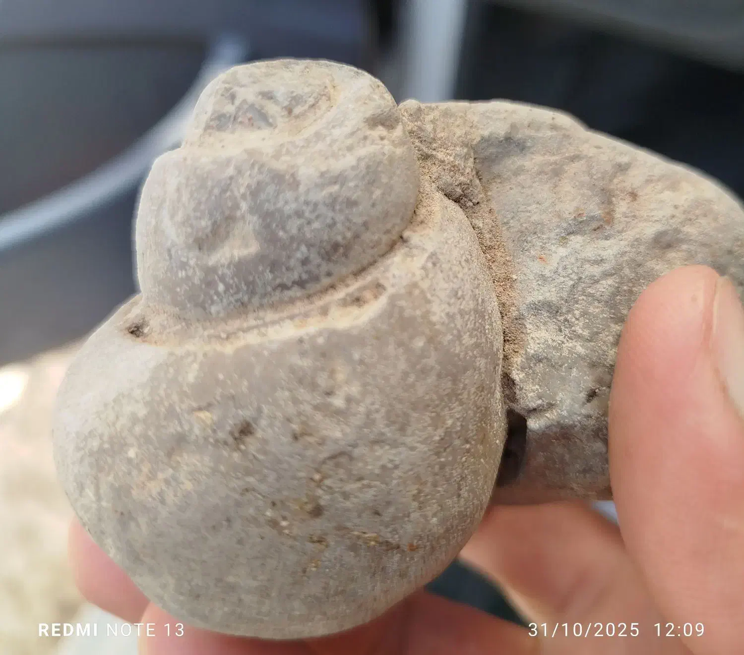 فسیل حلزون|کلکسیون اشیاء عتیقه|شیراز, کیان شهر|دیوار