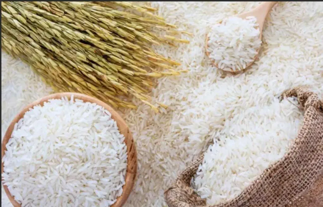 برنج دم سیاه|خوردنی و آشامیدنی|آزادشهر, |دیوار