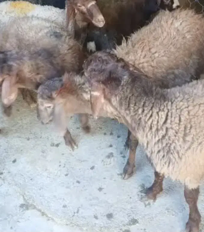 بره نر|حیوانات مزرعه|شهر بابک, |دیوار