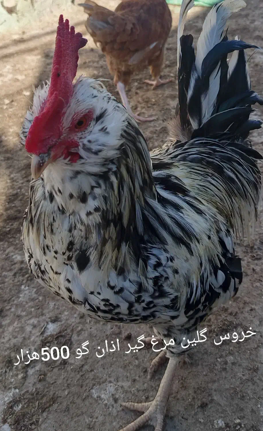 مرغ و خروس محلی|حیوانات مزرعه|مشهد, انقلاب|دیوار