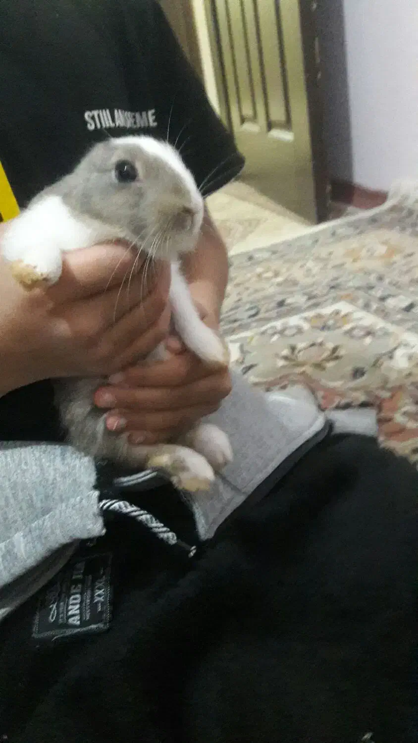 خرگوش بازیگوش و زیبا|موش و خرگوش|سبزوار, توحیدشهر|دیوار