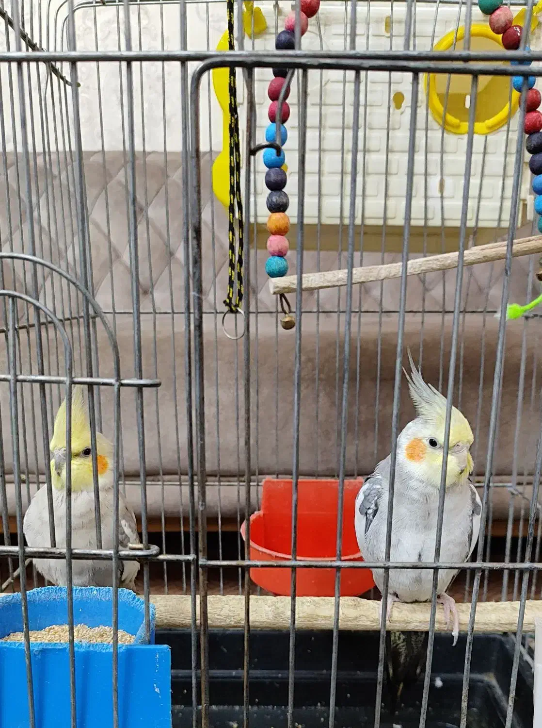 عروس هلندی|پرنده|خمینیشهر, |دیوار