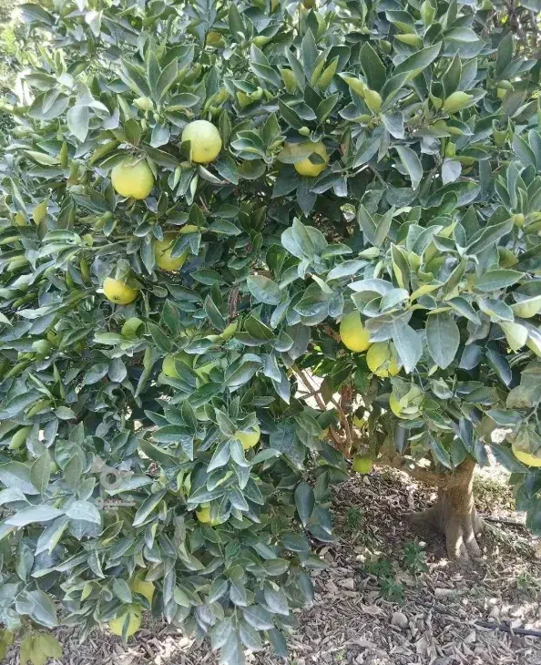 پرتقال تامسون|خوردنی و آشامیدنی|بندر گز, |دیوار