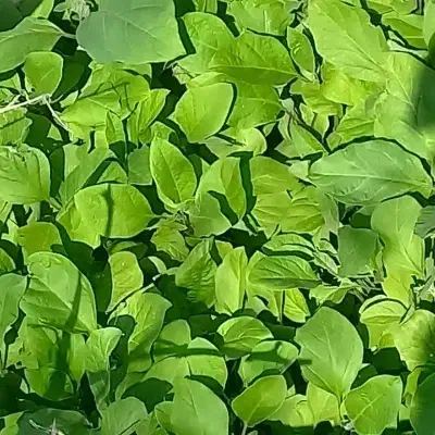 نهال بادمجان تخفیف پایانی|گل و گیاه طبیعی|جیرفت, |دیوار