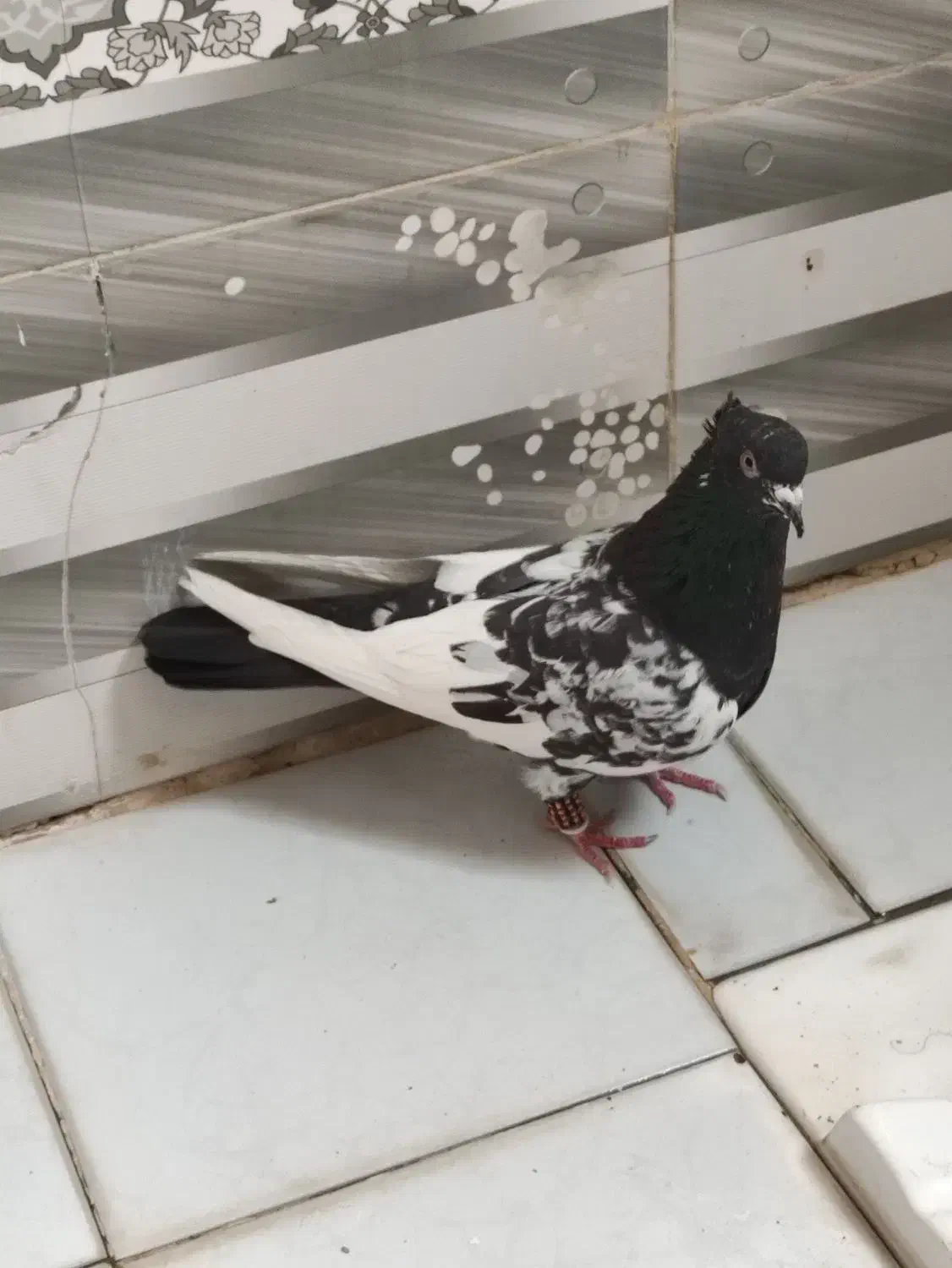 کفتر سینه|پرنده|چناران, |دیوار