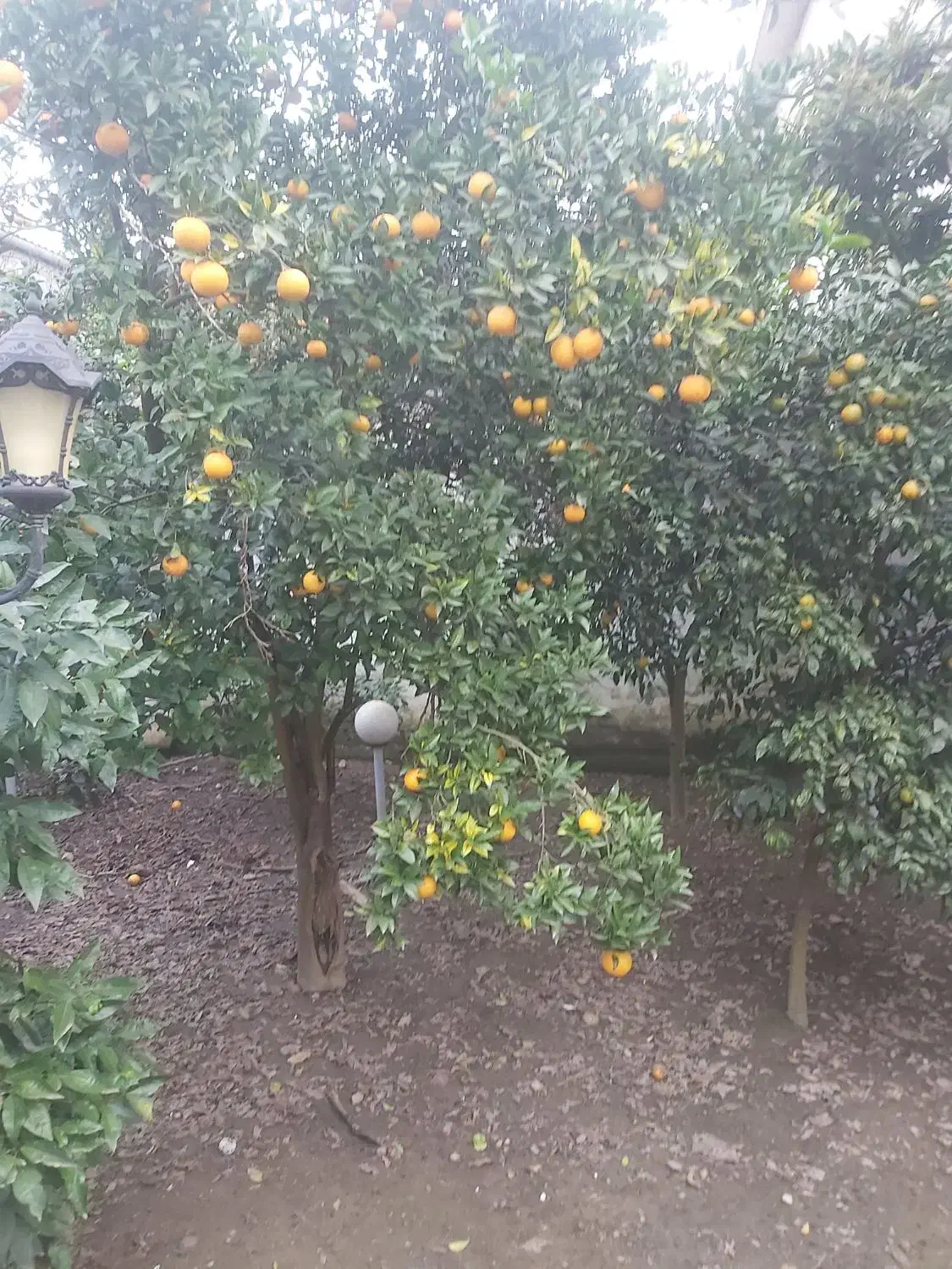 پرتغال ونارنگی وپرتقال خونی فروش فوری|خوردنی و آشامیدنی|سلمان‌شهر, |دیوار