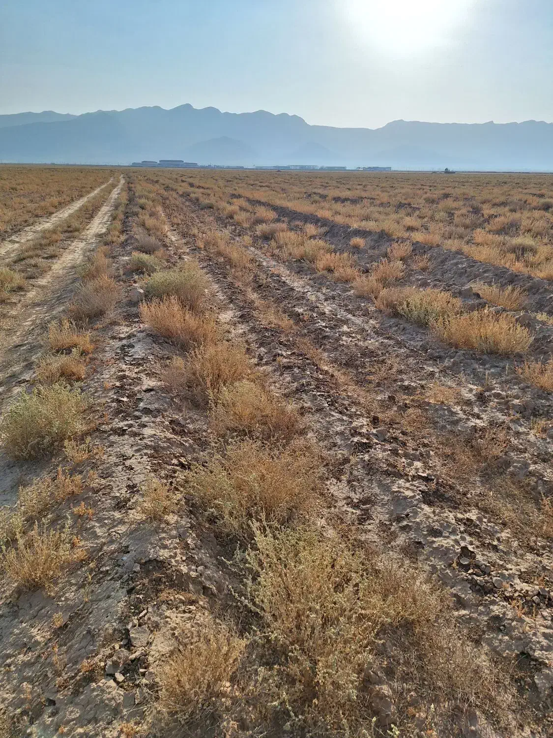 زمین کشاورزی بهترین راه برای سرمایه گذاری|فروش دفتر صنعتی، کشاورزی، تجاری|شیراز, وزیرآباد|دیوار