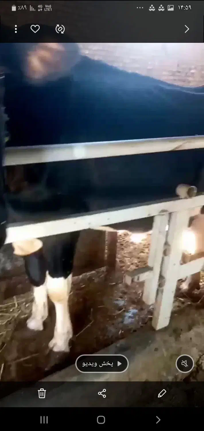 گاو شیرده|حیوانات مزرعه|آبیک, |دیوار