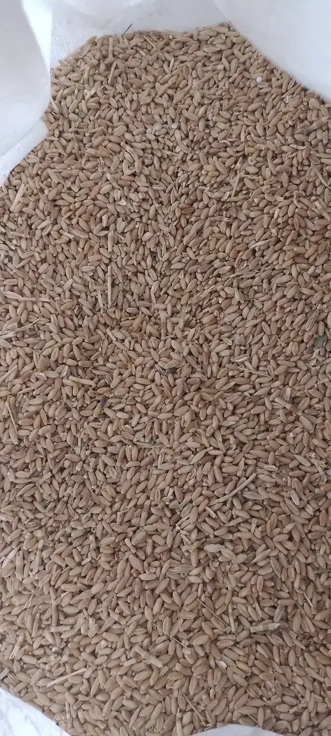 گندم بذر درجه ۱ سالم پاک و سم شده|عمدهفروشی|هرسین, |دیوار