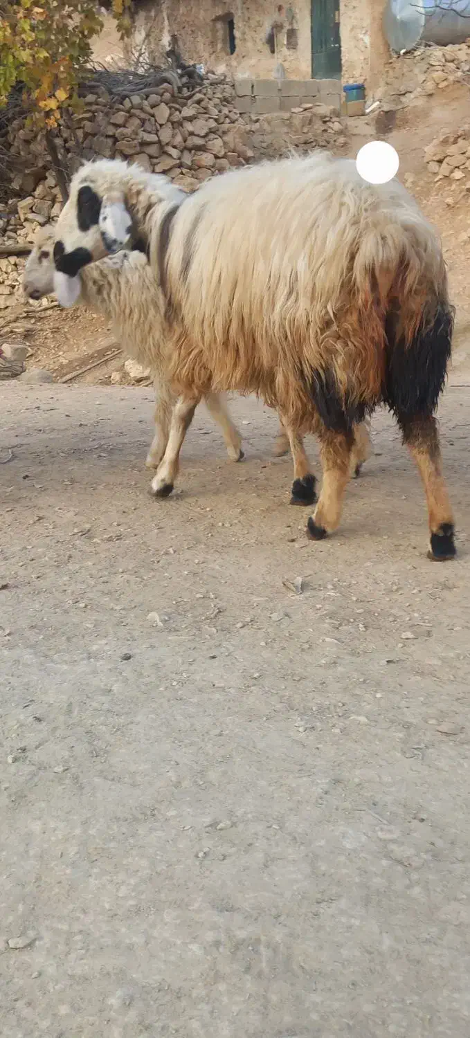 یک عدد میش‌ فروشی|حیوانات مزرعه|دیشموک, |دیوار