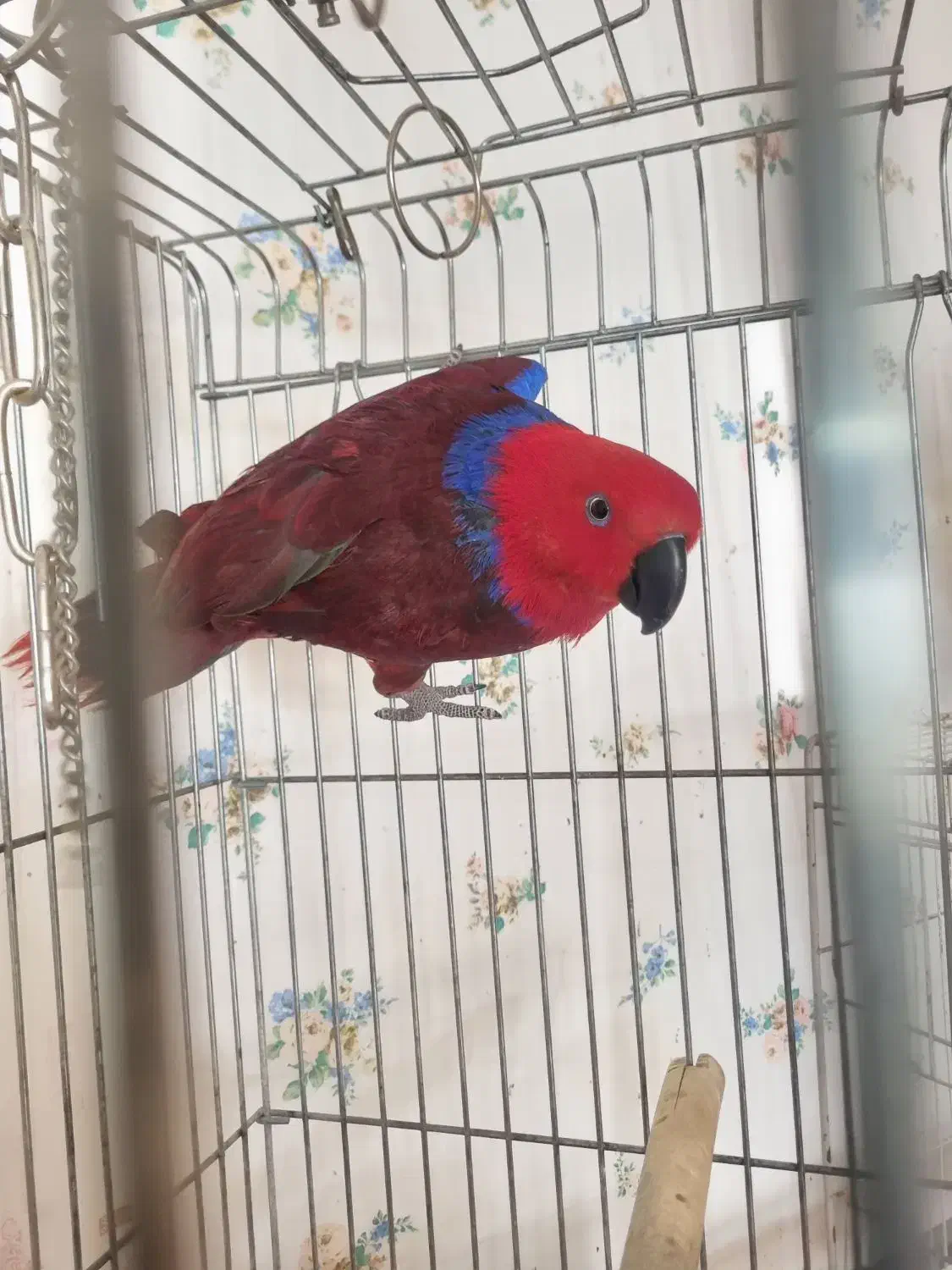 اکلکتوس ماده مولد ۳تخم|پرنده|تهران, تهرانپارس جنوبی|دیوار