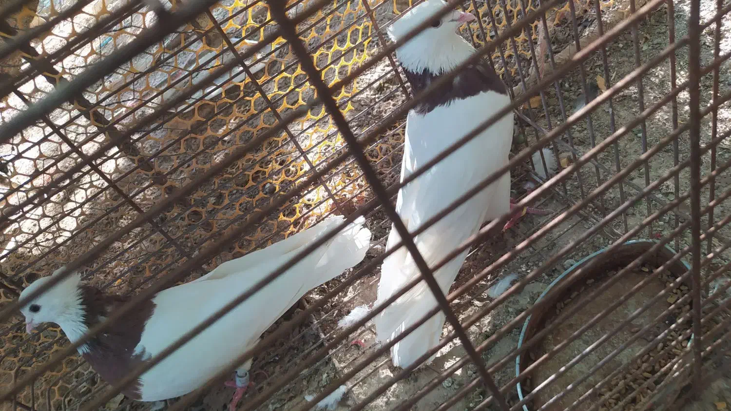 پرنده/طوقی/کبوتر|پرنده|فیروزآباد (فارس), |دیوار