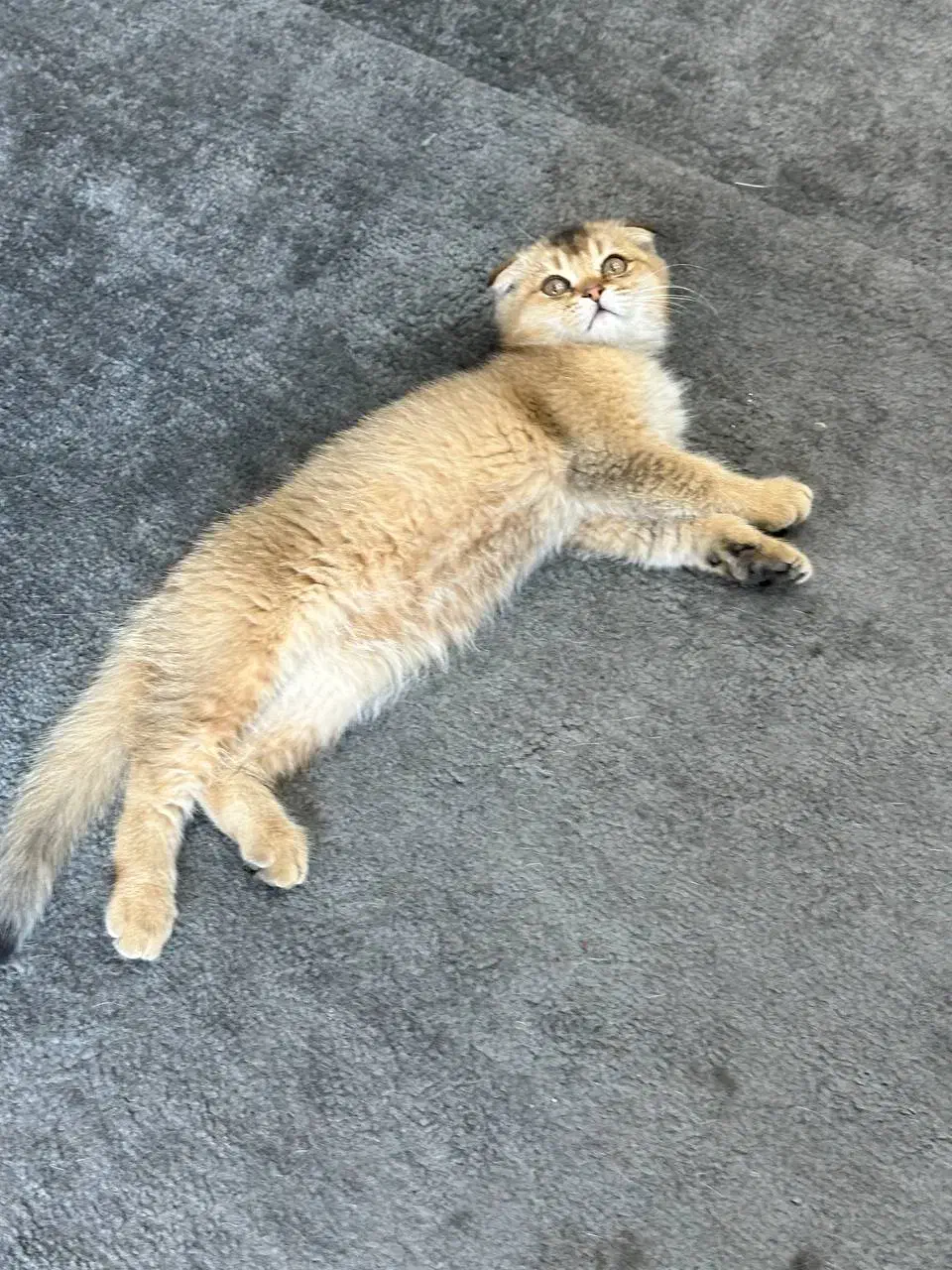 اسکاتیش گلد دبل فولد|گربه|مشهد, ولیعصر (شهرک غرب)|دیوار