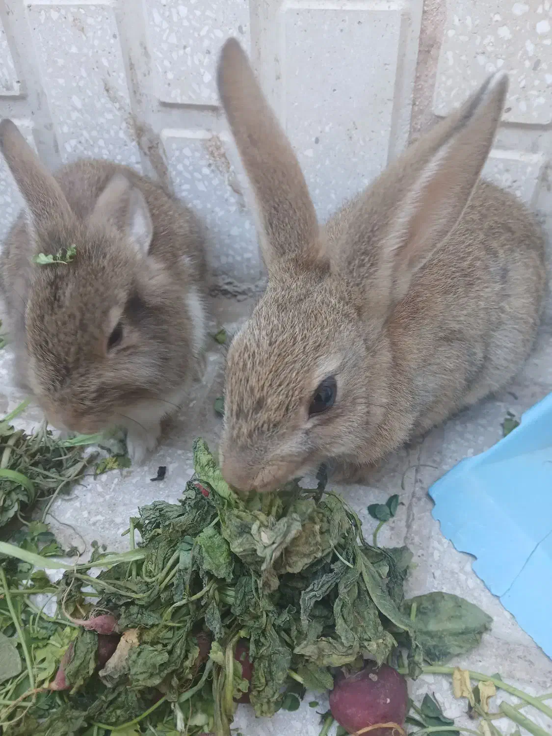 2 عدد خرگوش زیرک جذاب 200 تومان|حیوانات مزرعه|سبزوار, فیاض|دیوار