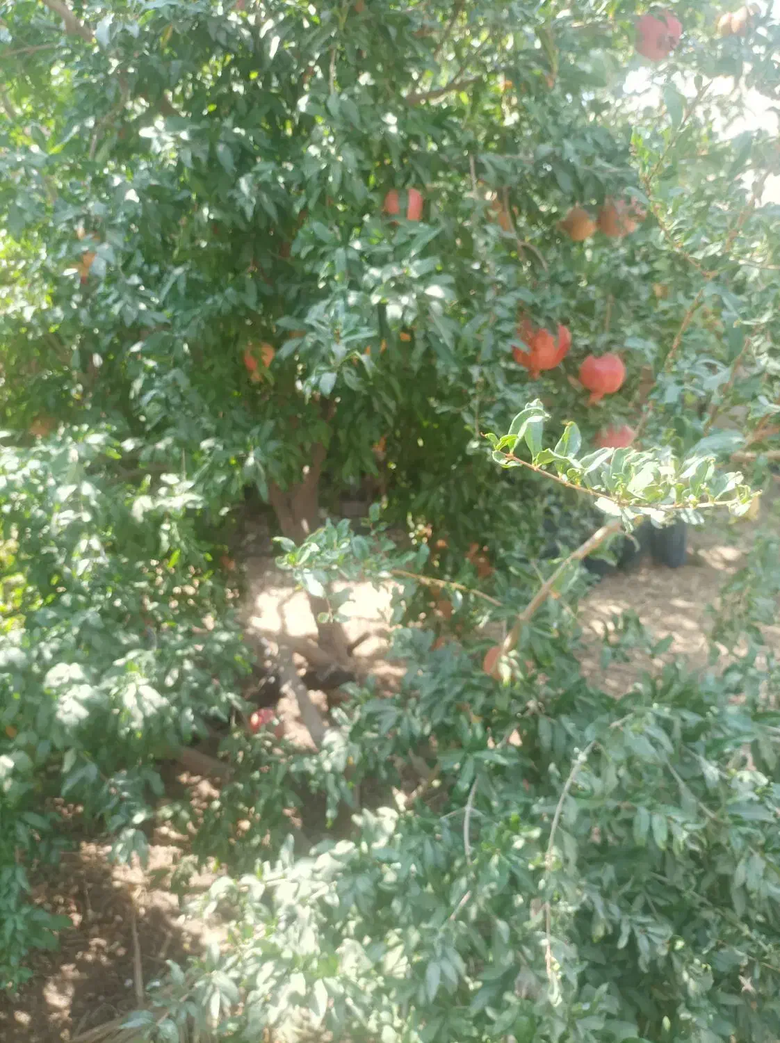 فروش زمین کشاورزی|اجارهٔ دفتر صنعتی، کشاورزی، تجاری|داراب, |دیوار