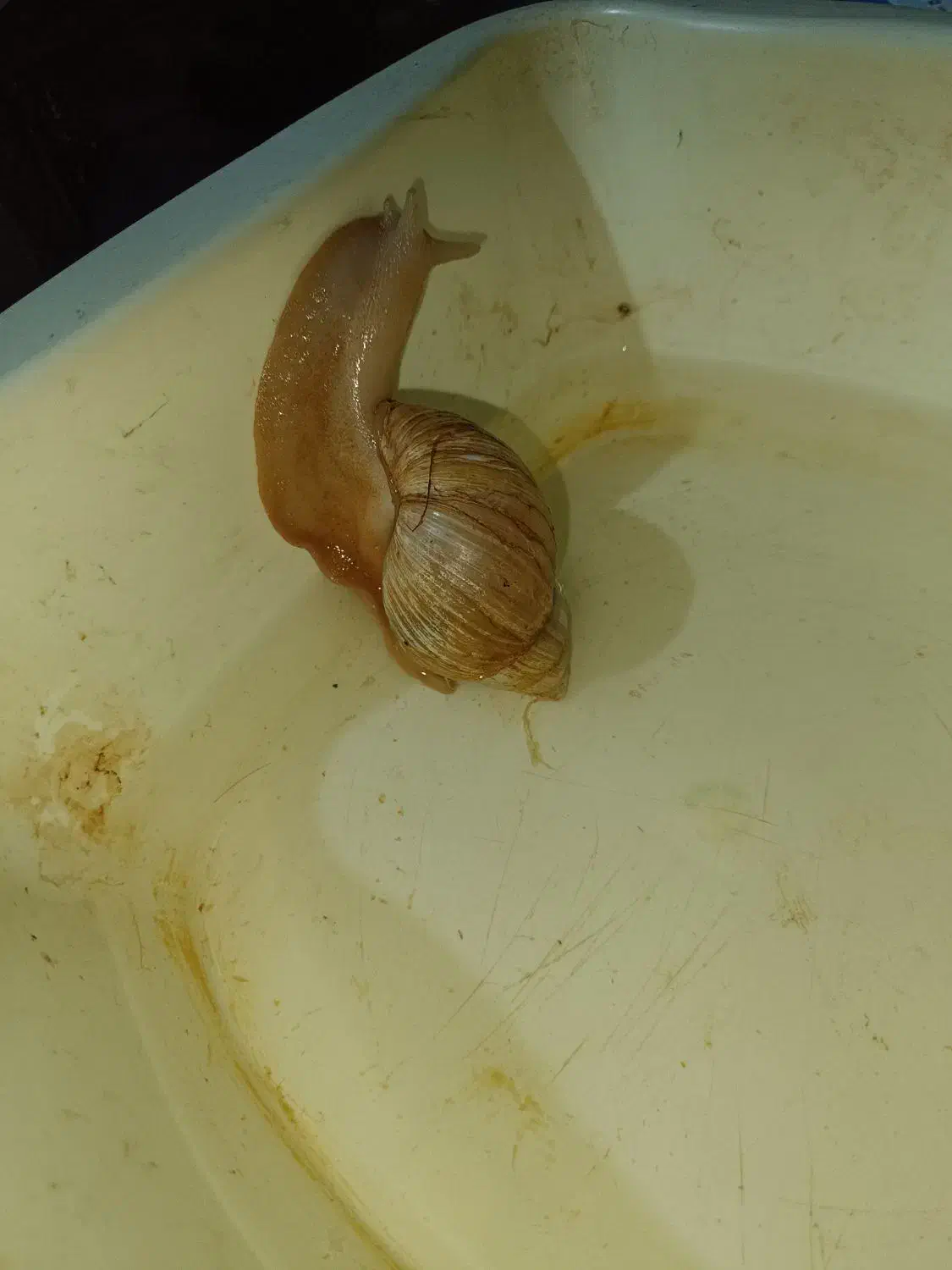 حلزون اجاتینا|خزنده|کرمان, |دیوار