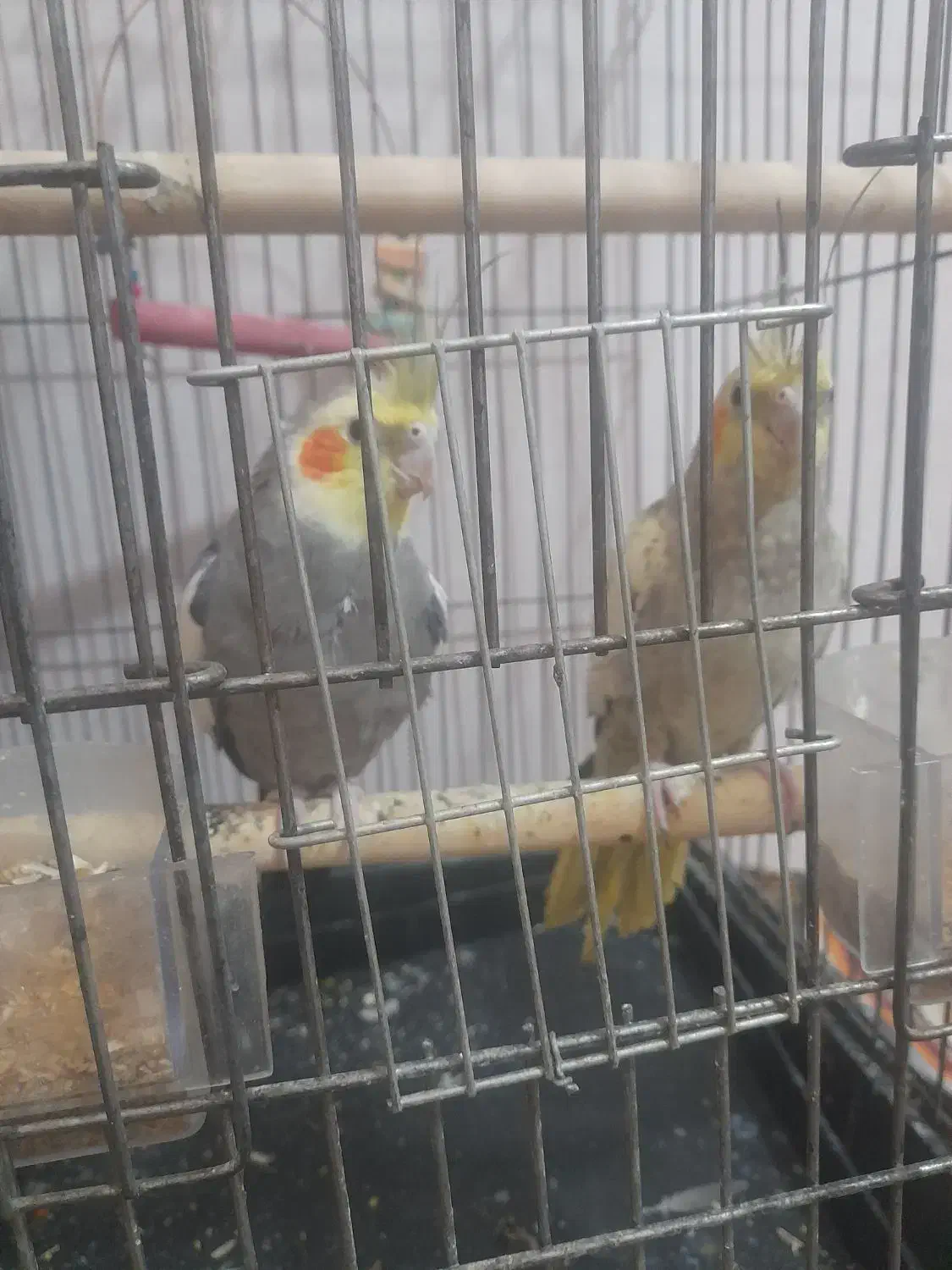 عروس هلندی|پرنده|فردیس, قریشی|دیوار