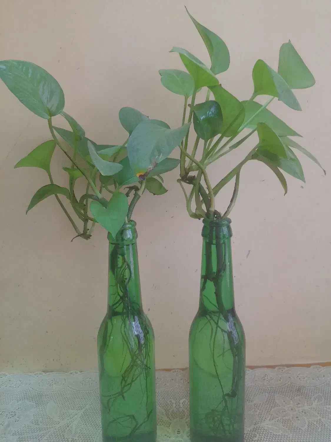 تعویض رایگان خاک گلدان|خدمات باغبانی و درختکاری|کاشان, بهشتی|دیوار