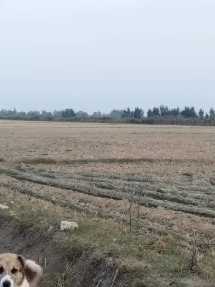 14942متر زمین کشاورزی تسطیح نشده350|فروش زمین و ملک کلنگی|رضوانشهر, |دیوار