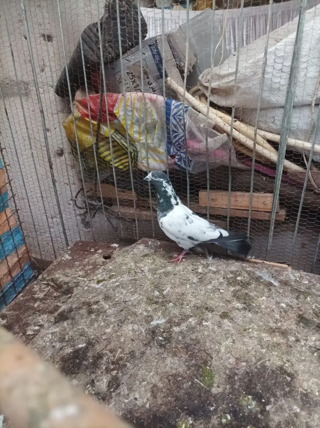 کبوتر کله دم سبز|پرنده|رودسر, |دیوار