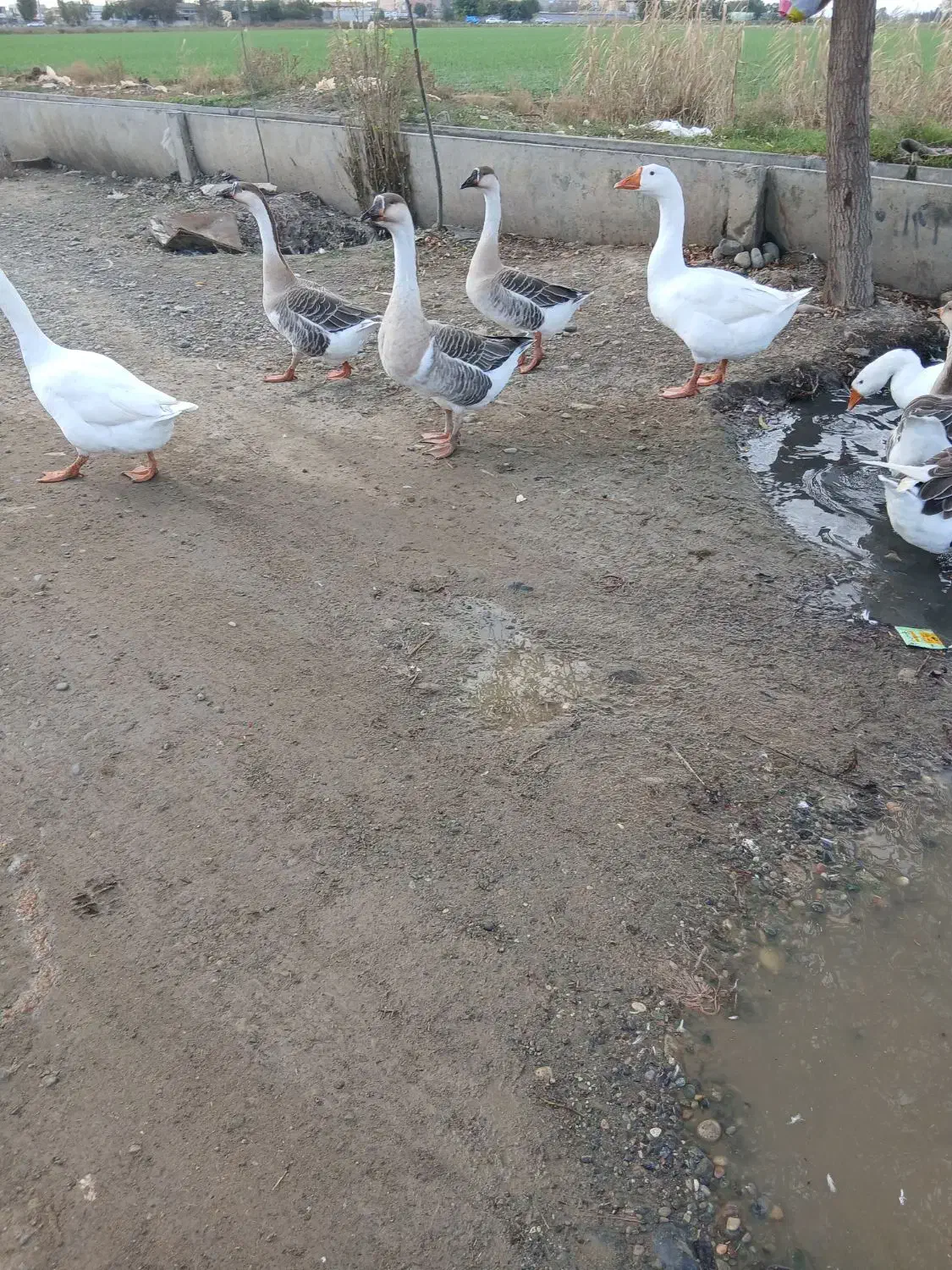 باسلام فروش قاز اصیل تبیعی|حیوانات مزرعه|پارسآباد, |دیوار