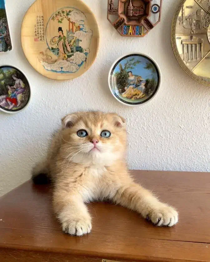 بچه گربه های کیوت و زیبا|گربه|اصفهان, خلجا|دیوار