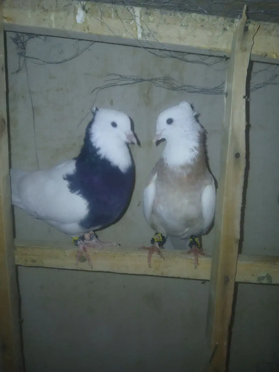 کبوتر طوقی عطیقه|پرنده|فارسان, |دیوار