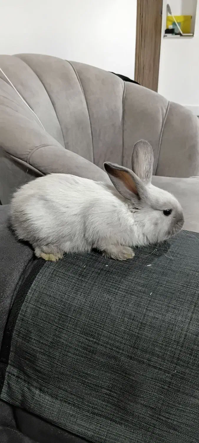 خرگوش لوپ|موش و خرگوش|تربت جام, شاهد|دیوار