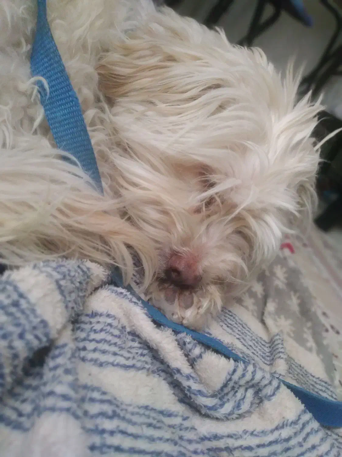 سگ خانگی|سگ|شاهرود, |دیوار