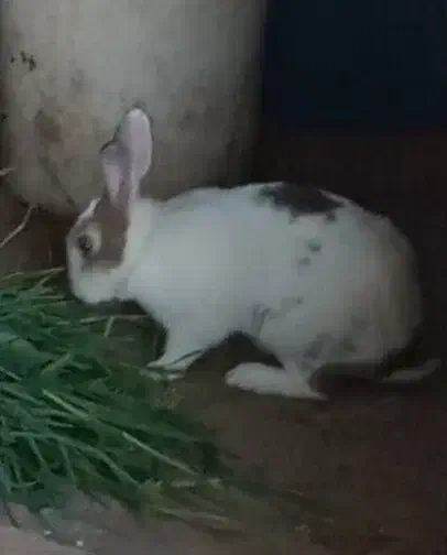 خرگوش|موش و خرگوش|بابل, |دیوار