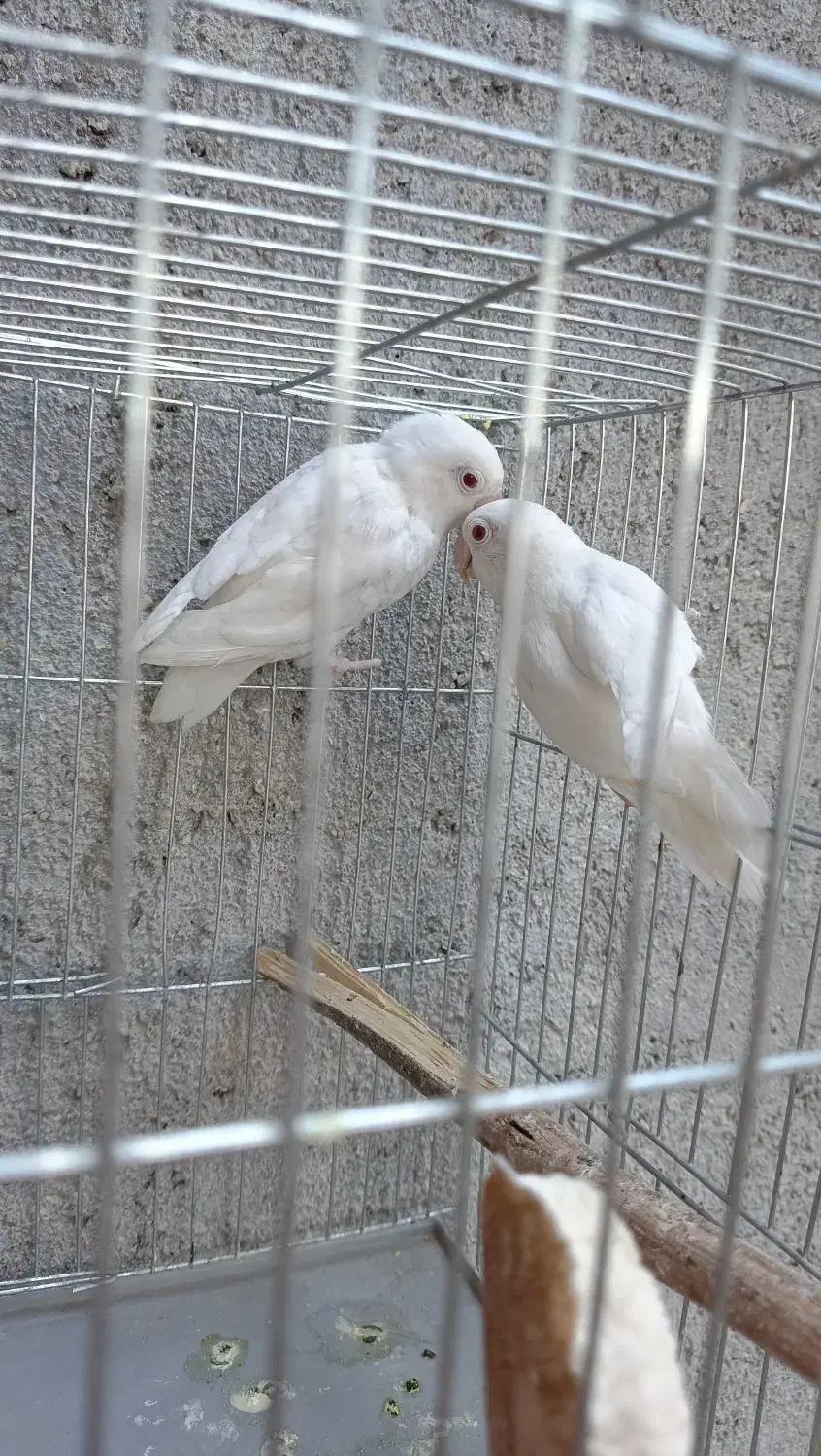 طوطی برزیلی فیشر البینو چشم فالو|پرنده|برازجان, |دیوار