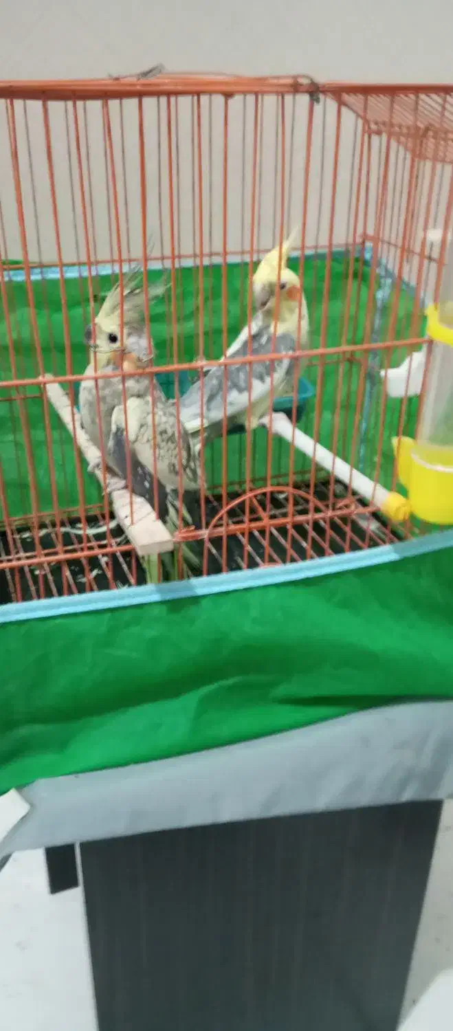 عروس هلندی با قفس کامل|پرنده|صباشهر, |دیوار