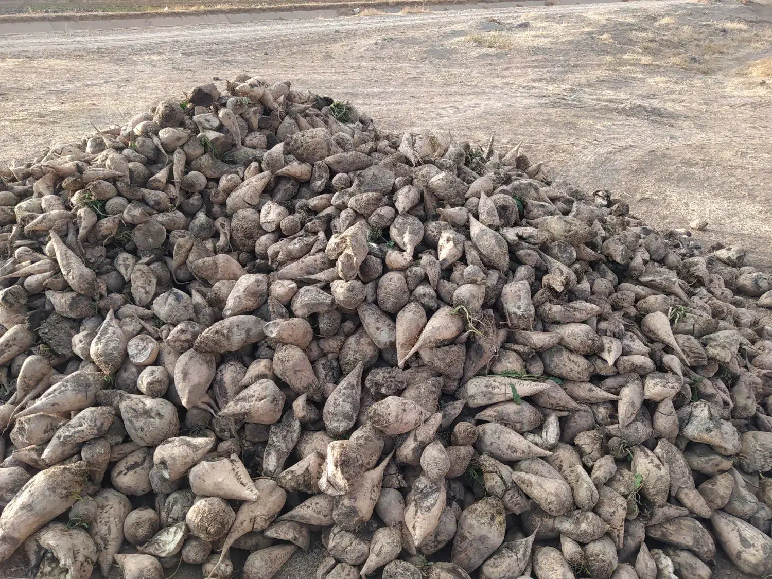 فروش‌چغندر‌‌حدود‌سه‌تن‌.برای‌دام‌|حیوانات مزرعه|صحنه, |دیوار