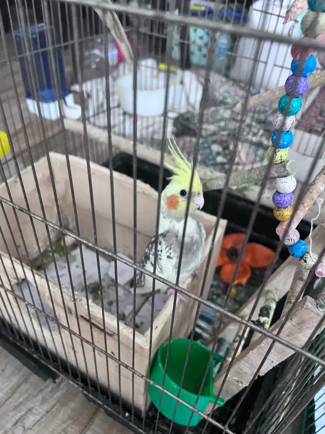 عروس هلندی|پرنده|لنگرود, |دیوار