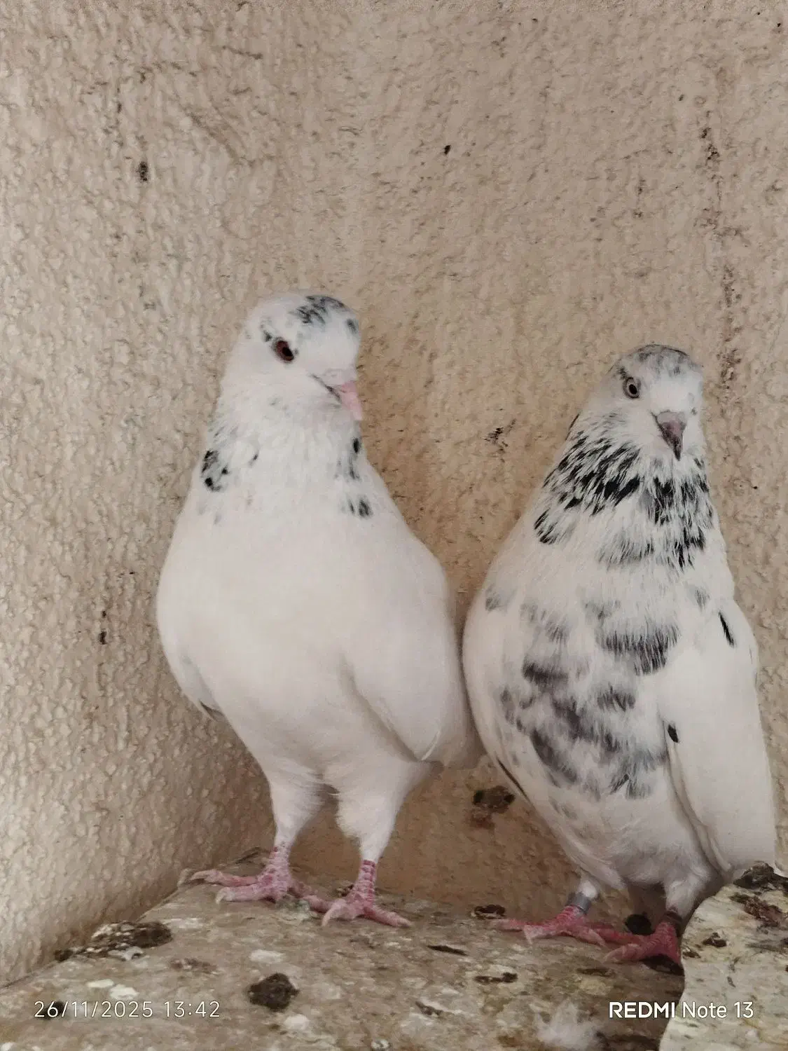 خال سبز ضمانت ساعت چشم قشنگ کشیده اصیل|پرنده|خاش, |دیوار