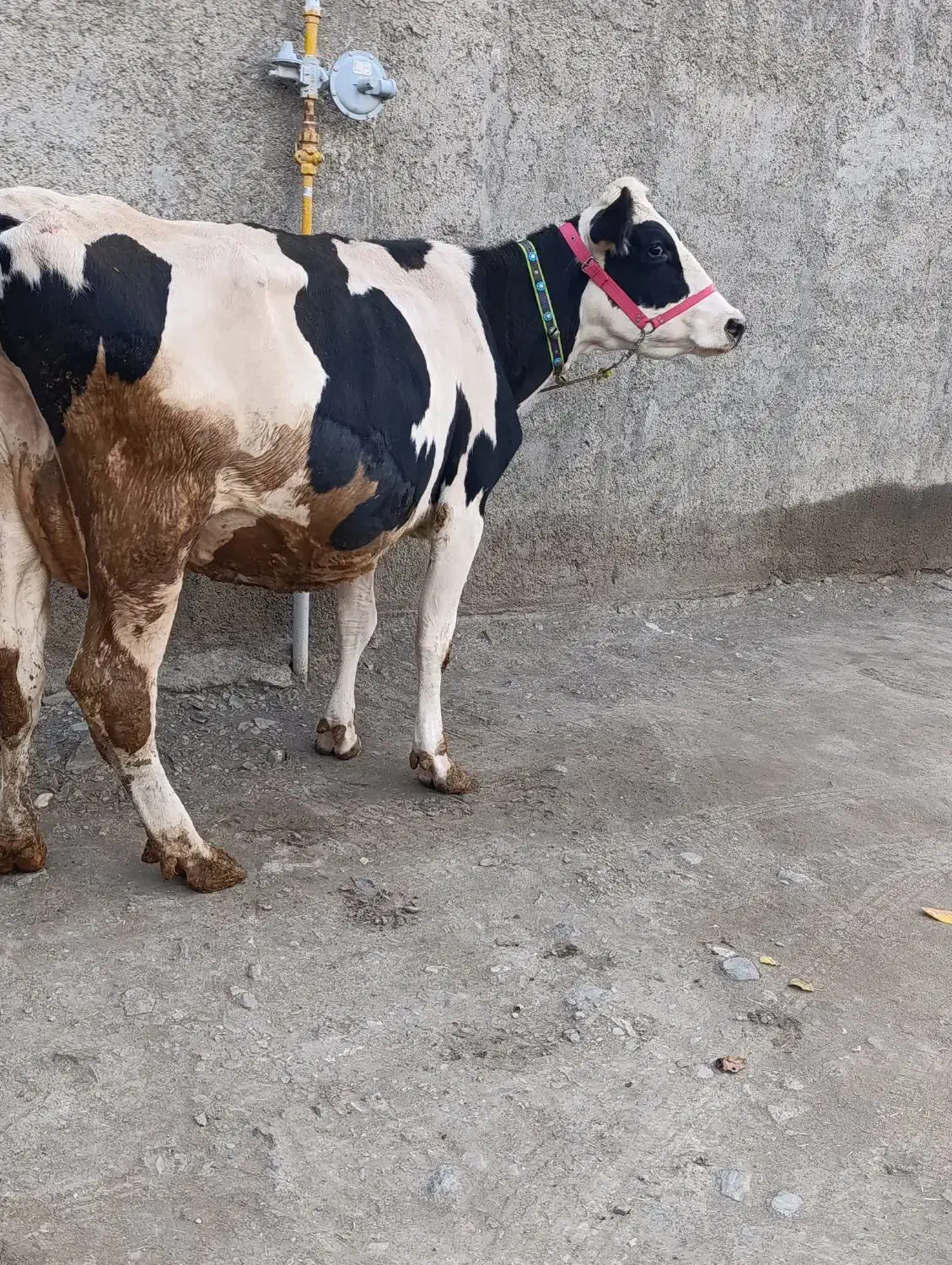 گاوسیمین|حیوانات مزرعه|اسفرورین, |دیوار