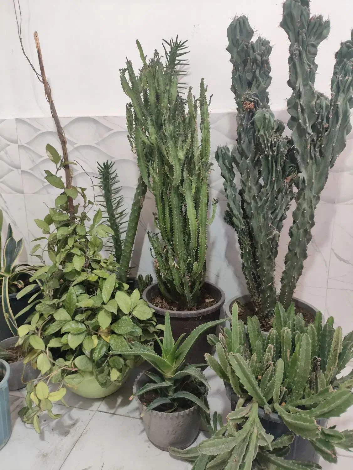 گل خانگی زیبا|گل و گیاه طبیعی|نوشین شهر, |دیوار